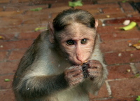 Macaca radiata - Bonnet Macaque