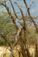 Image of: Melierax canorus (pale chanting-goshawk)