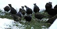 Image of: Molothrus ater (brown-headed cowbird)