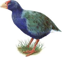 Image of: Porphyrio mantelli (takahe)