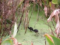 Image of: Porphyrio martinica (purple gallinule)