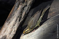 Image of: Seiurus noveboracensis (northern waterthrush)