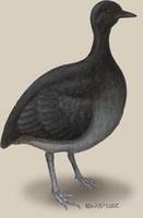 Image of: Tinamus osgoodi (black tinamou)