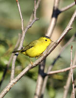 Image of: Wilsonia pusilla (Wilson's warbler)