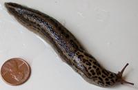 Image of: Limax maximus (giant garden slug)