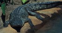 Image of: Crocodylus intermedius (Orinoco crocodile)