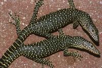 Varanus indicus - Mangrove Monitor