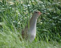 Corn Crake - Crex crex