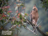 Javan Hawk Eagle - Spizaetus bartelsi