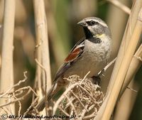 Dead Sea Sparrow - Passer moabiticus