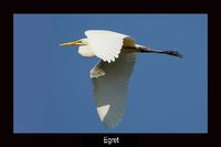 Intermediate Egret