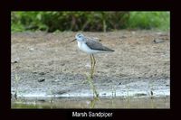 Marsh Sandpiper