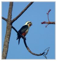 Collared Falconet - Microhierax caerulescens