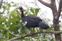 Red-throated Piping-Guan - Pipile cujubi