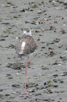 Black-winged Stilt - Himantopus himantopus