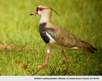 Southern Lapwing - Vanellus chilensis