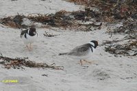 Hooded Plover - Thinornis cucullatus