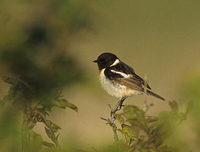 Stonechat (Saxicola torquata) photo