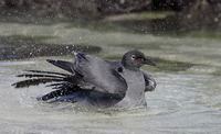 Lava Gull (Larus fuliginosus) photo