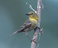 Pine Warbler (Dendroica pinus) photo