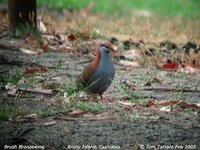 Brush Bronzewing - Phaps elegans