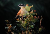 White-browed Coucal - Centropus superciliosus