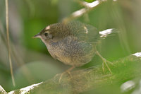 Ochre-flanked Tapaculo - Eugralla paradoxa