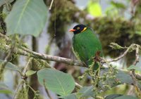 Orange-breasted Fruiteater - Pipreola jucunda