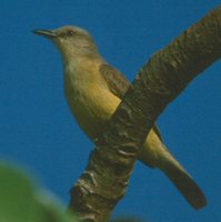 Cattle Tyrant - Machetornis rixosus