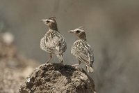 Tawny Lark - Galerida deva