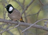 White-eared Bulbul - Pycnonotus leucotis