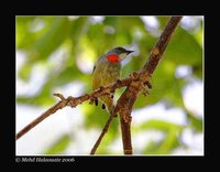 Flame-breasted Flowerpecker - Dicaeum erythrothorax