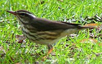 Louisiana Waterthrush - Seiurus motacilla