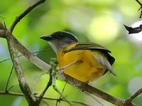 Gray-headed Tanager - Eucometis penicillata