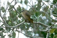 Chestnut-bellied Seed-Finch - Oryzoborus angolensis