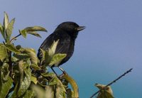 Black Flowerpiercer - Diglossa humeralis