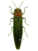 Agrilus spinipennis - 붉은가슴호리비단벌레