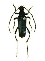 꽃하늘소 - Leptura aethiops