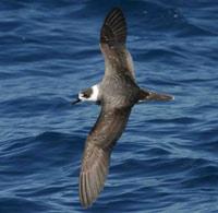 White-naped Petrel (Pterodroma cervicalis)