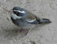 Collored Warbling Finch