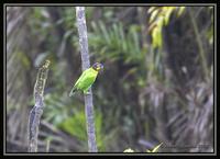 Orange-cheeked Parrot