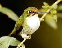 Speckled hummingbird