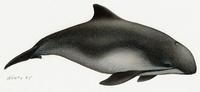 Phocoena phocoena, Harbour porpoise