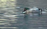 Falcated        Teal