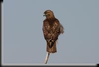 Red-tailed Hawk, Croton Point Park, NY