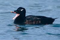 White-winged Scoter (Melanitta fusca)