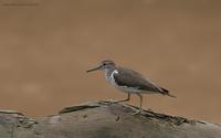 common-sandpiper