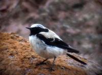 Desert Wheatear