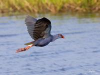 Purple Swamphen