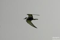 구레나룻제비갈매기(Sterna hybrida) (Whiskered Tern)